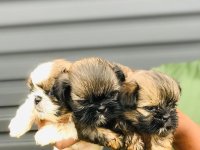 Shitzu Puppies For Sale