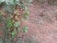 Valuable Land Sale Padukka