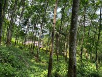 Valuable Rubber Land for Sale Warakapola