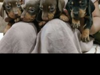 Dachshunds Puppies For Sale In Kandana