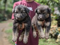 German Shepherd Long Coat Puppies For Sale 