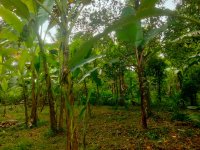Residentiol Land For Sale In Gampaha