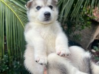 Husky puppies For Sale In Kadawatha 