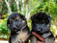 German Shepherd Puppy For Sale