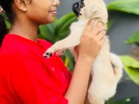 PUG PUPPIES FOR SALE 
