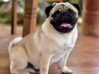 Pug Dog Puppies For Sale 