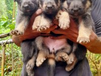 German Shepherd Puppies For Sale 