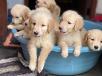 Golden Retriever Puppies For Sale In Minuwangoda 