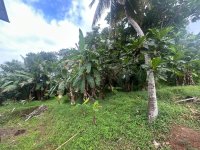 Land With Valuable Trees Piliyandala