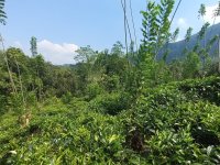 Land For Sale In   Rathnapura