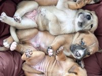 American Pitbull Mix Puppies 