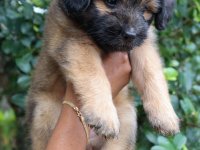 Tibetan Terrier Puppies For Sale 