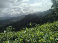 45 Acres Tea Land In Matara 