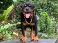 Rottweiler Puppies For Sale