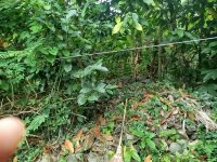 Valuable Land for Sale Kandy