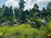 Valuable Land For Sale In Bandaragama