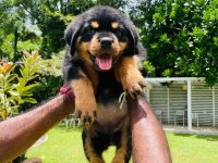 Rottweiler Puppies for sale 