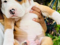 American Bully Puppies For Sale