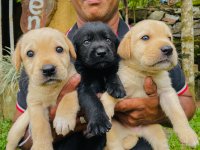 Labrador Puppies For Sale 