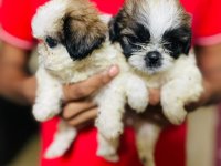 Shitzu Puppies For Sale