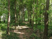 High Valuble Land For Sale In Nattandiya