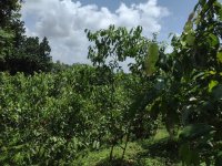 Valuable Land For Sale In Niripola Hanwella