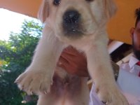 Labrador Puppies For Sale