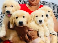 Golden Retriever Puppies For Sale 