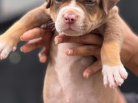 American Bully Puppies For Sale