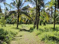 6.5 Acres Coconut Land for Sale in Badalgama, Diulapitiya,Gampaha Urgenlty