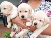 Labrador Retriever Puppies For Sale 