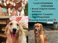 Golden Retriever Puppies For Sale 