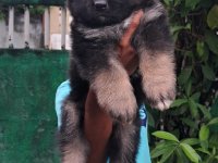 German Shepherd Puppies For Sale 