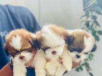 Shitzu Puppies For Sale