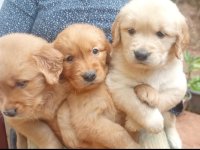 Golden Retriever Puppies For Sale 