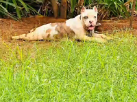 American Bully Female Puppy For Sale 