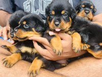 Rottweiler Puppies For Sale
