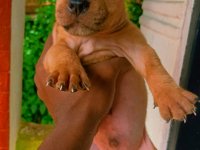 American Bully Puppies For Sale
