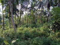Land For Sale In  Kegalle