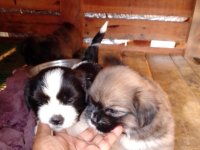 Shitzu Puppies For Sale in Sri Lanka