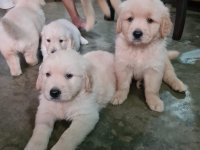 Golden Retriever Puppies For Sale 