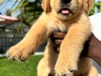 Golden Retriever Puppies For Sale 