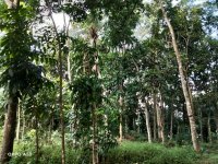 Valuable Land For Sale In Mirigama