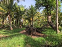 Coconut Land For Sale In Bingiriya