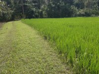 Valuble Land For Sale In Walasmulla