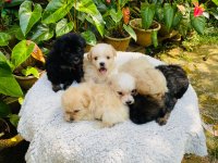 Tibeten Terrier Puppies For Sale