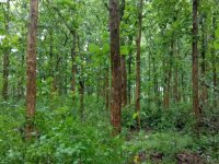 3.54 Acres Teak Land For Sale Wariyapola