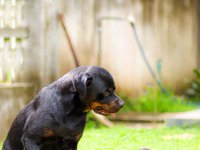 Rottweiler Puppies for sale 