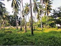 Land for Sale In Chilaw Town