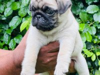 Pug Puppies For Sale 